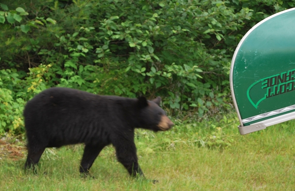 Bear Necessities